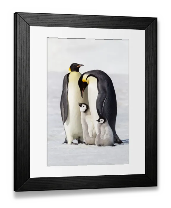 Framed Print : Antarctica, Snow Hill. Two adults stand next to their chick while a smaller chick stands