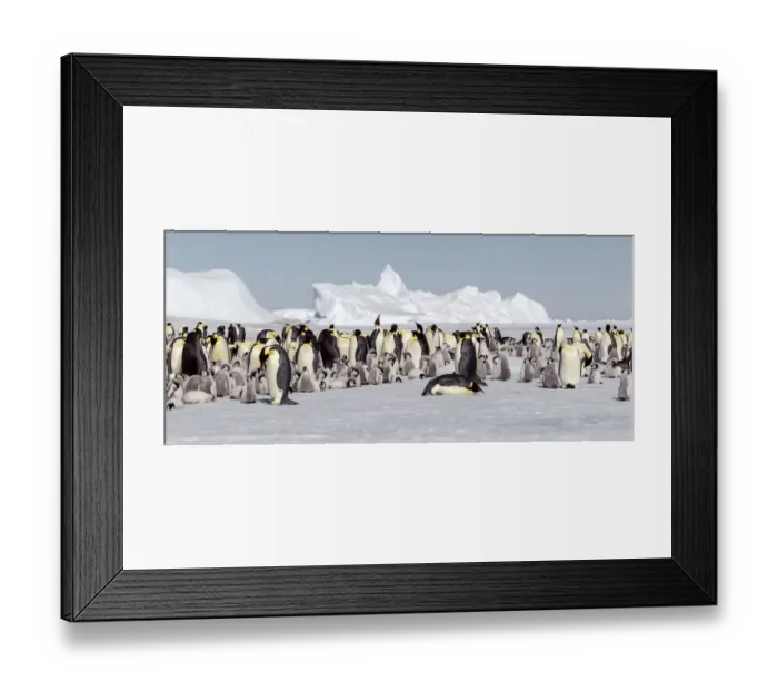 Framed Print : Antarctica, Snow Hill. View of the emperor penguin rookery against the icebergs caught in
