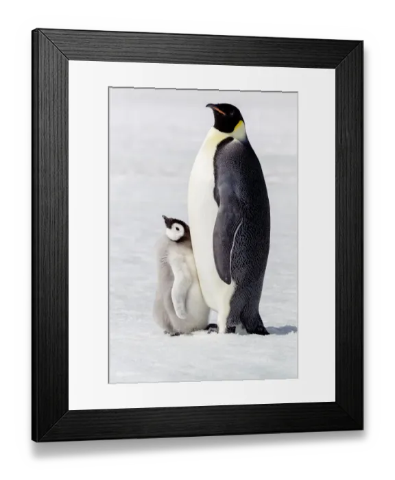 Framed Print : Antarctica, Snow Hill. Portrait of an adult with its chick