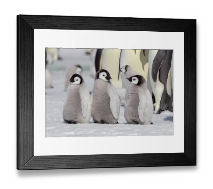 Framed Print : Antarctica, Snow Hill. A group of emperor penguin chicks stand together waiting for their Framed Print : Antarctica, Snow Hill. A group of emperor penguin chicks stand together waiting for their