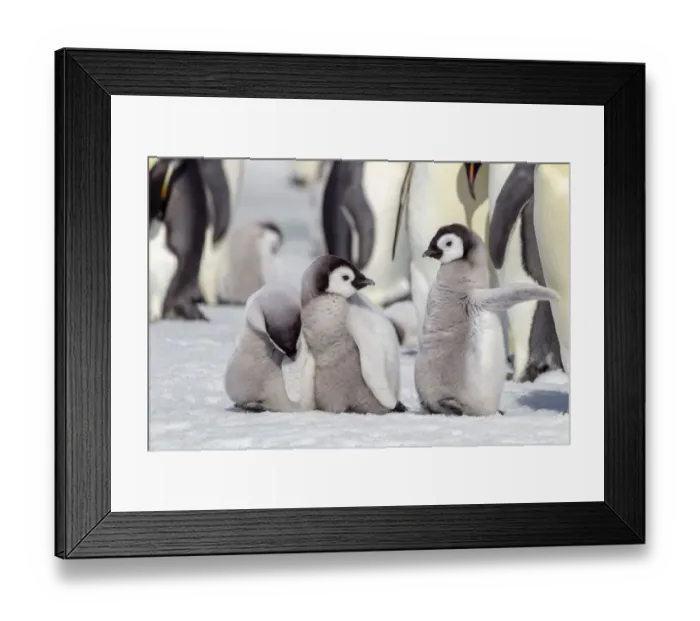 Framed Print : Antarctica, Snow Hill. A group of emperor penguin chicks stand together waiting for their