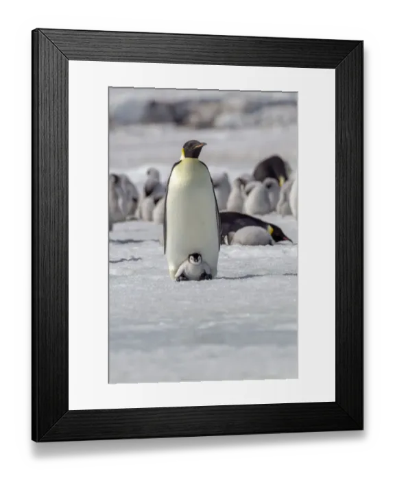 Framed Print : Antarctica, Snow Hill. A very small chick sits on its parents feet Framed Print : Antarctica, Snow Hill. A very small chick sits on its parents feet