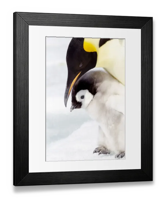 Framed Print : Antarctica, Snow Hill. Portrait of an emperor penguin chick standing next to its parent Framed Print : Antarctica, Snow Hill. Portrait of an emperor penguin chick standing next to its parent