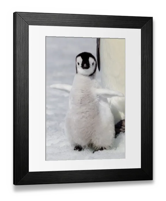 Framed Print : Antarctica, Snow Hill. Portrait of an emperor penguin chick flapping its wings Framed Print : Antarctica, Snow Hill. Portrait of an emperor penguin chick flapping its wings