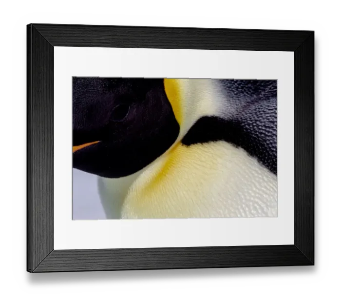 Framed Print : Antarctica, Snow Hill. Headshot of an emperor penguin adult showing the beautiful yellow