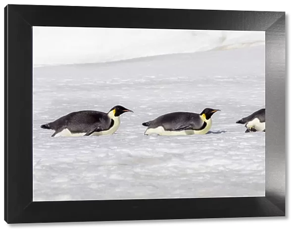 Antarctica, Snow Hill. Three emperor penguin adults return to the colony on their bellies
