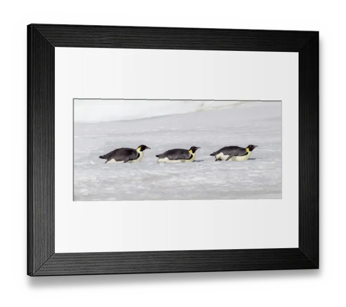 Framed Print : Antarctica, Snow Hill. Three emperor penguin adults return to the colony on their bellies Framed Print : Antarctica, Snow Hill. Three emperor penguin adults return to the colony on their bellies