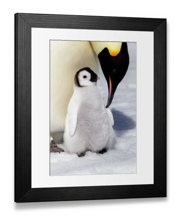 Framed Print : Antarctica, Snow Hill. An emperor penguin chick is tended to by its parent Framed Print : Antarctica, Snow Hill. An emperor penguin chick is tended to by its parent