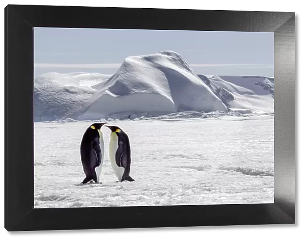 Antarctica, Snow Hill. Two emperor penguins stand together in the icy landscape