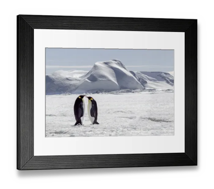 Framed Print : Antarctica, Snow Hill. Two emperor penguins stand together in the icy landscape