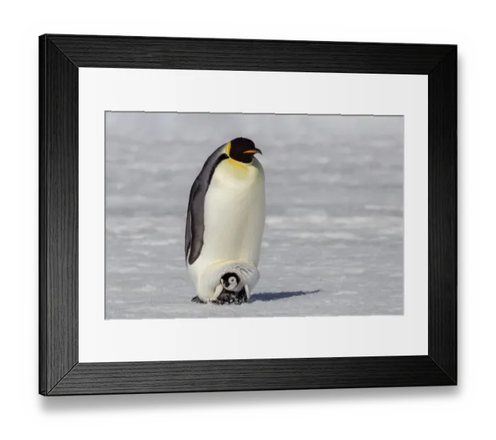 Framed Print : Antarctica, Snow Hill. A very small chick sits on its parents feet Framed Print : Antarctica, Snow Hill. A very small chick sits on its parents feet