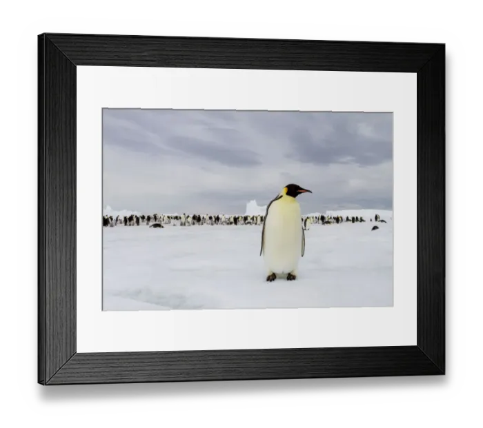 Framed Print : Antarctica, Snow Hill. A single adult emperor penguin stands in front of the colony
