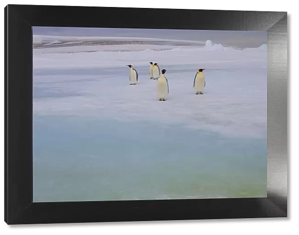 Antarctica, Snow Hill. A group of emperor penguins pause on their way to the sea