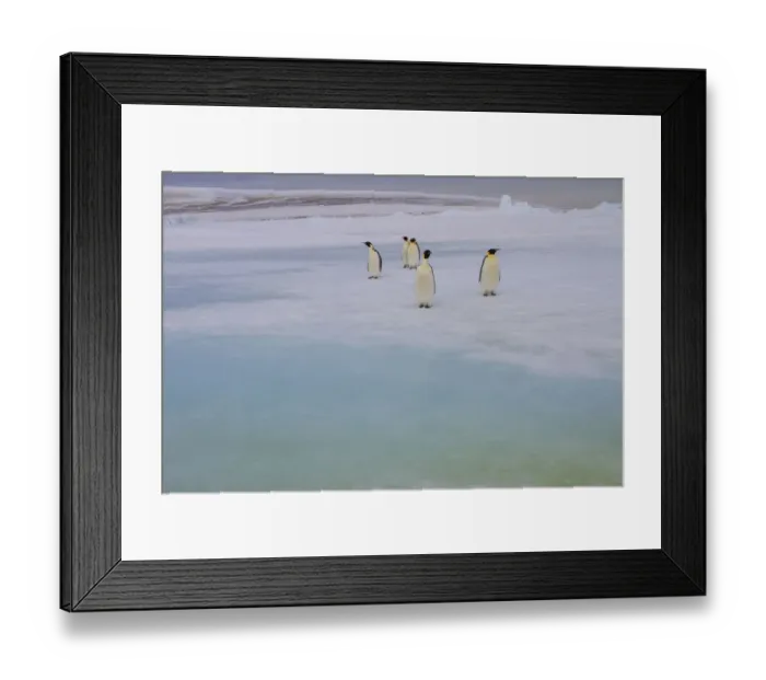 Framed Print : Antarctica, Snow Hill. A group of emperor penguins pause on their way to the sea