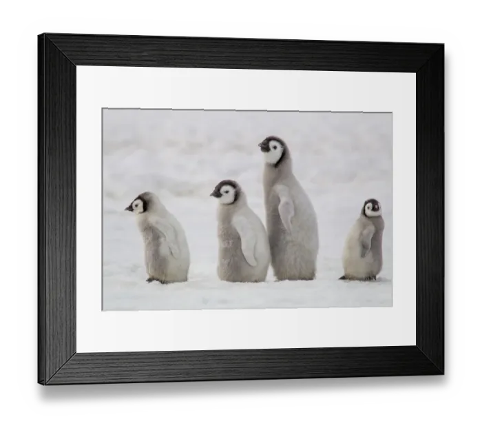 Framed Print : Antarctica, Snow Hill. A group of emperor penguin chicks move from one area of Framed Print : Antarctica, Snow Hill. A group of emperor penguin chicks move from one area of