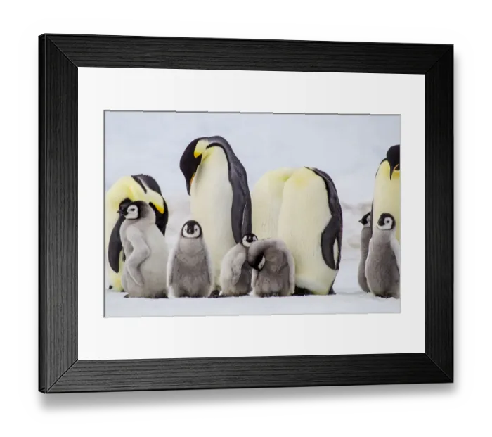 Framed Print : Antarctica, Snow Hill. Chicks stand near the adults in the colony