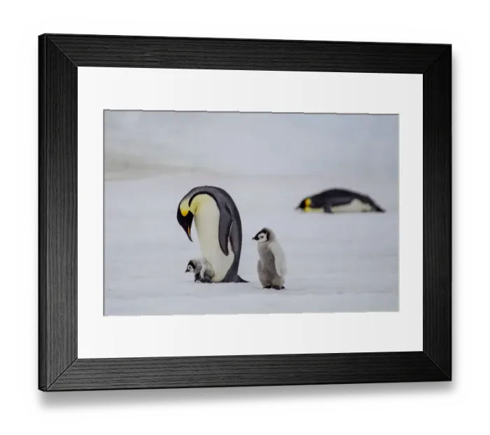 Framed Print : Antarctica, Snow Hill. A very small chick rides on its parent