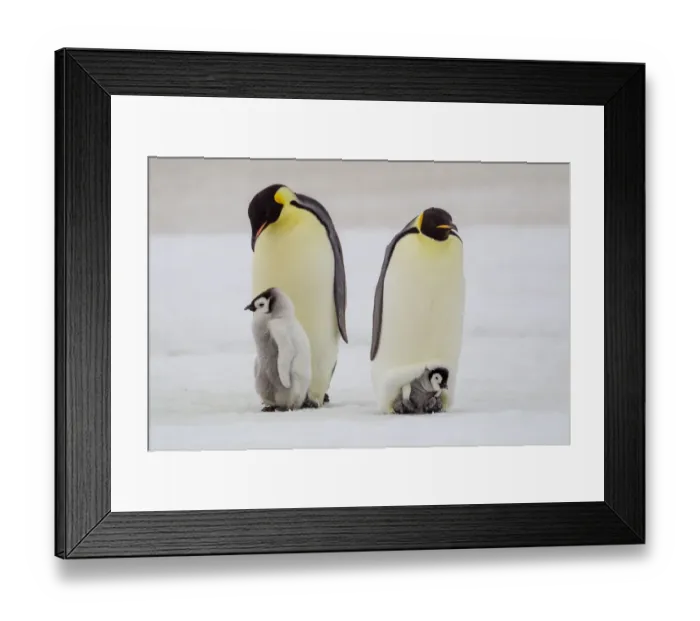 Framed Print : Antarctica, Snow Hill. A very small chick sits on its parent