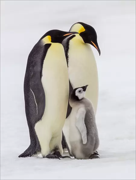 Antarctica, Snow Hill. Two adult emperor penguins stand by their chick