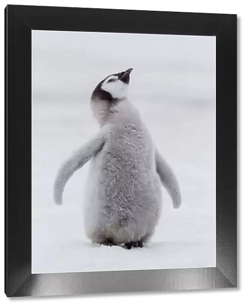 Antarctica, Snow Hill. Portrait of a penguin chick