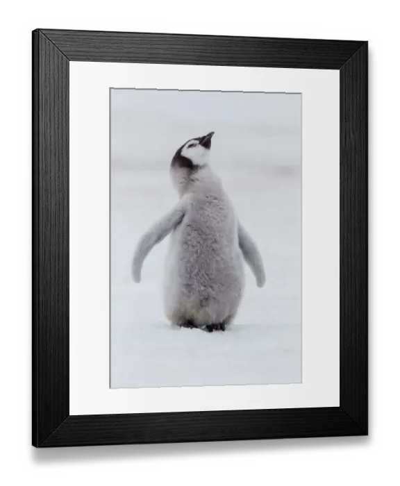 Framed Print : Antarctica, Snow Hill. Portrait of a penguin chick Framed Print : Antarctica, Snow Hill. Portrait of a penguin chick