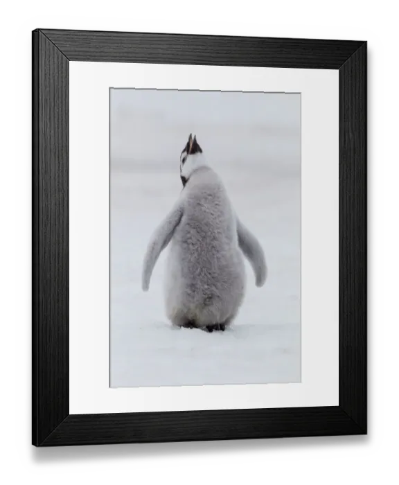 Framed Print : Antarctica, Snow Hill. Portrait of a penguin chick