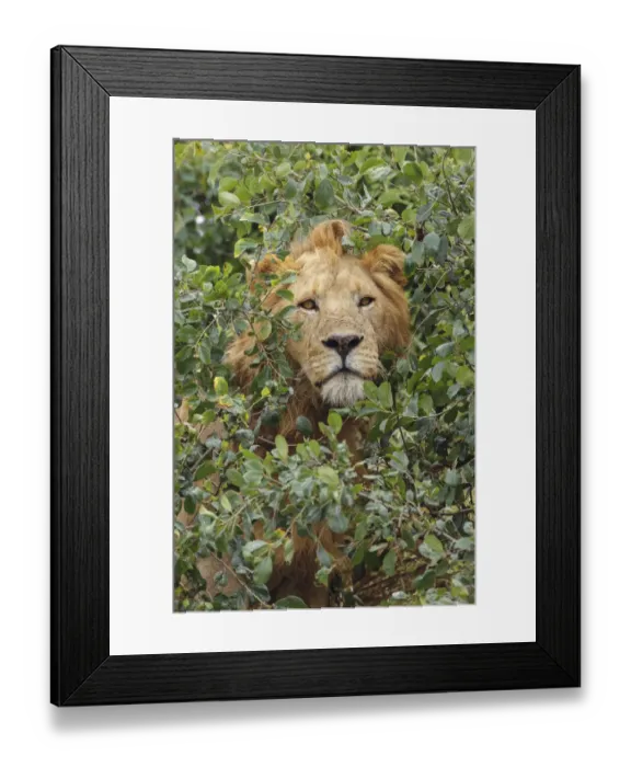 Framed Print : Adult male, lion, Serengeti National Park, Tanzania, Africa Framed Print : Adult male, lion, Serengeti National Park, Tanzania, Africa