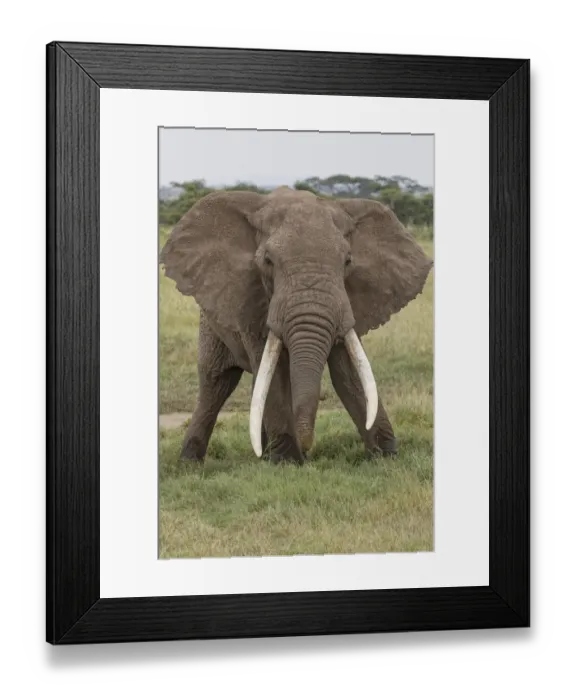 Framed Print : Large African bull elephant, Serengeti National Park, Tanzania, Africa Framed Print : Large African bull elephant, Serengeti National Park, Tanzania, Africa