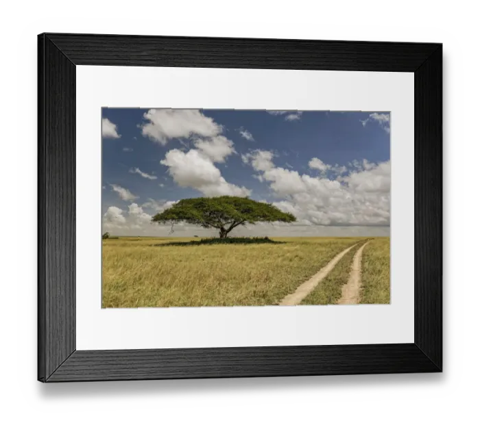 Framed Print : Acacia tree and tire tracks across grass plains, Serengeti National Park, Tanzania Framed Print : Acacia tree and tire tracks across grass plains, Serengeti National Park, Tanzania