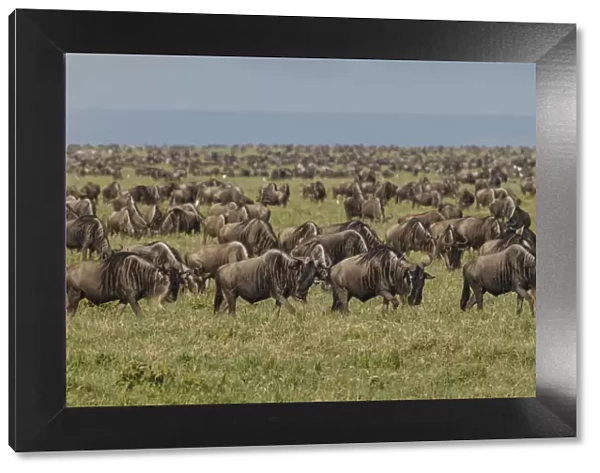 Large wildebeest herd during migration, Serengeti National Park, Tanzania, Africa