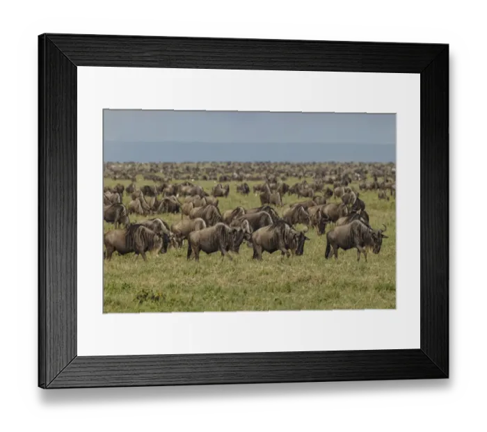 Framed Print : Large wildebeest herd during migration, Serengeti National Park, Tanzania, Africa Framed Print : Large wildebeest herd during migration, Serengeti National Park, Tanzania, Africa