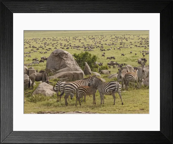 Framed Print : Large wildebeest herd and Burchells zebras during migration, Serengeti National Park Framed Print : Large wildebeest herd and Burchells zebras during migration, Serengeti National Park