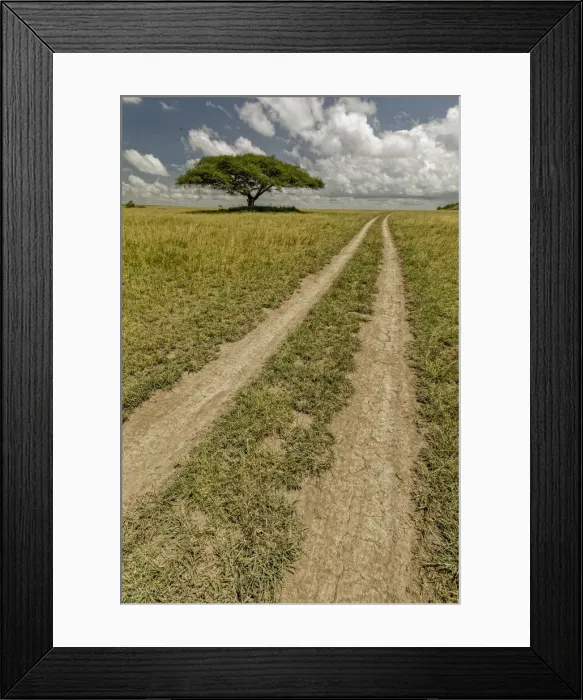 Framed Print : Acacia tree and tire tracks across grass plains, Serengeti National Park, Tanzania