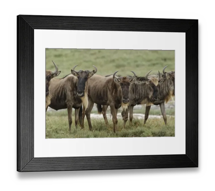 Framed Print : Wildebeest herd during migration, Serengeti National Park, Tanzania, Africa Framed Print : Wildebeest herd during migration, Serengeti National Park, Tanzania, Africa