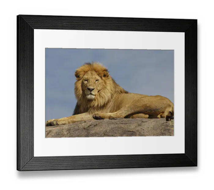 Framed Print : Adult male lion on kopje, Serengeti National Park, Tanzania, Africa