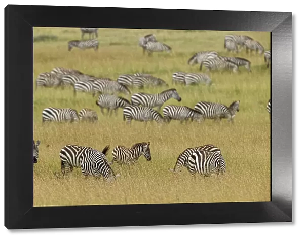 Large herd of Burchells Zebra grazing in tall grass, Serengeti National Park