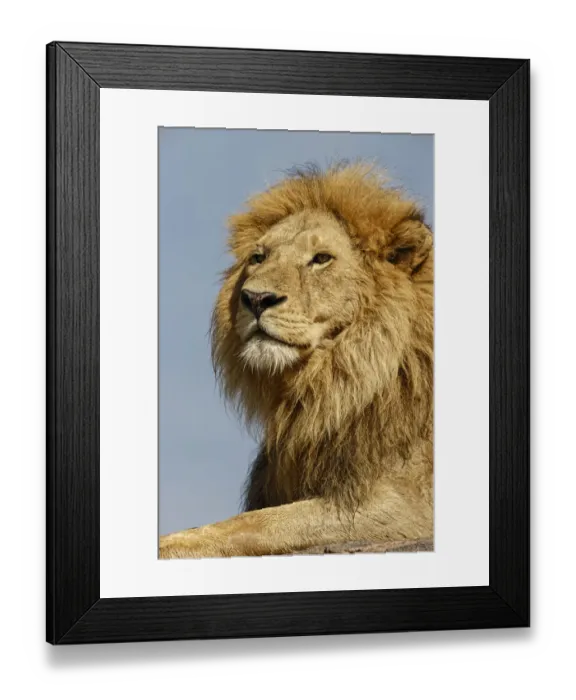 Framed Print : Adult male lion on kopje, Serengeti National Park, Tanzania, Africa