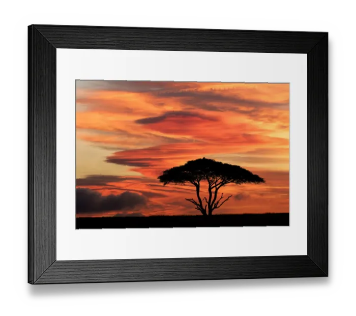 Framed Print : Acacia tree at sunset, Serengeti National Park, Tanzania, Africa Framed Print : Acacia tree at sunset, Serengeti National Park, Tanzania, Africa