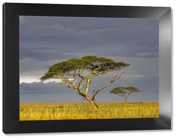 Acacia trees at sunset, Serengeti National Park, Tanzania, Africa