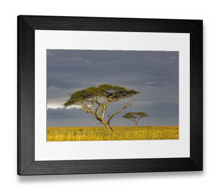 Framed Print : Acacia trees at sunset, Serengeti National Park, Tanzania, Africa Framed Print : Acacia trees at sunset, Serengeti National Park, Tanzania, Africa