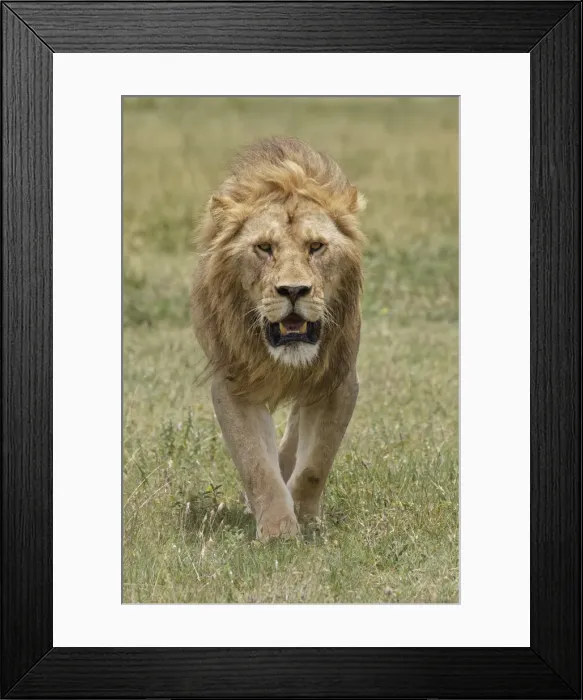 Framed Print : Adult male lion, Serengeti National Park, Tanzania, Africa
