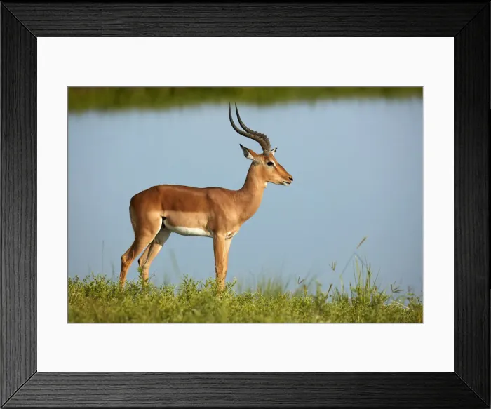 Framed Print : Male impala (Aepyceros melampus melampus), Chobe River, Chobe National Park, Botswana Framed Print : Male impala (Aepyceros melampus melampus), Chobe River, Chobe National Park, Botswana