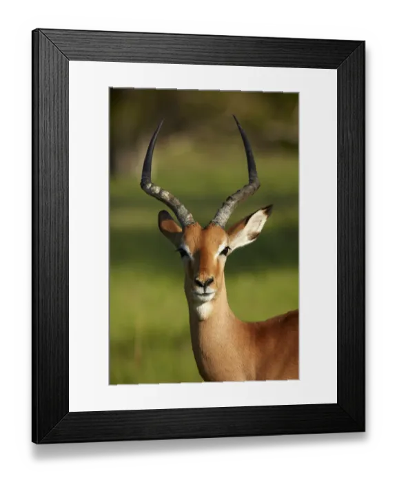 Framed Print : Male impala (Aepyceros melampus melampus), Moremi Game Reserve, Botswana, Africa Framed Print : Male impala (Aepyceros melampus melampus), Moremi Game Reserve, Botswana, Africa