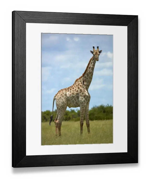 Framed Print : Giraffe (Giraffa camelopardalis angolensis), Chobe National Park, Botswana, Africa