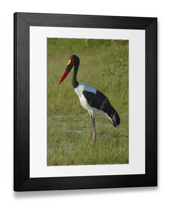 Framed Print : Saddle-billed Stork (Ephippiorhynchus senegalensis), Moremi Game Reserve, Botswana Framed Print : Saddle-billed Stork (Ephippiorhynchus senegalensis), Moremi Game Reserve, Botswana