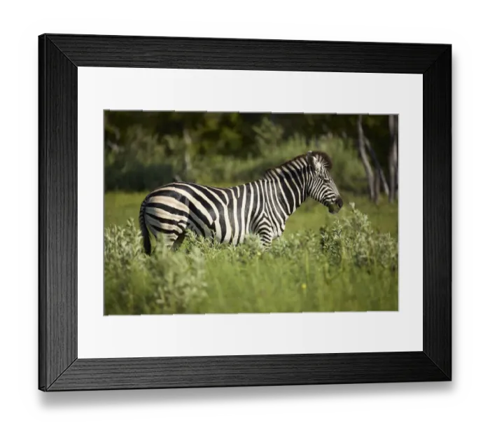 Framed Print : Zebra, Moremi Game Reserve, Botswana, Africa Framed Print : Zebra, Moremi Game Reserve, Botswana, Africa