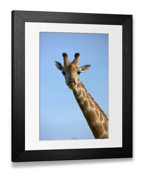 Framed Print : Giraffe (Giraffa camelopardalis angolensis), Chobe National Park, Botswana, Africa Framed Print : Giraffe (Giraffa camelopardalis angolensis), Chobe National Park, Botswana, Africa