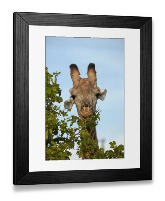 Framed Print : Giraffe (Giraffa camelopardalis angolensis), Chobe National Park, Botswana, Africa Framed Print : Giraffe (Giraffa camelopardalis angolensis), Chobe National Park, Botswana, Africa