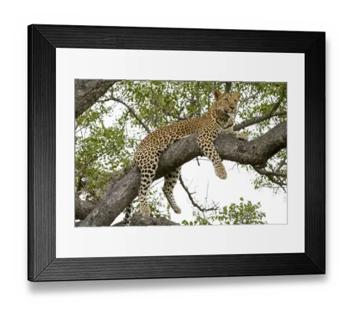 Framed Print : Leopard resting, Botswana, Africa Framed Print : Leopard resting, Botswana, Africa