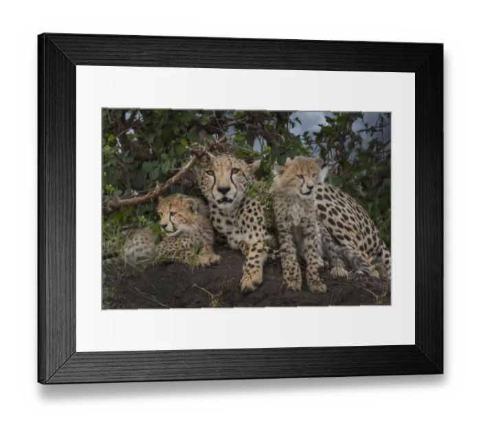 Framed Print : Kenya, Masai Mara National Reserve. Mother cheetah and cubs Framed Print : Kenya, Masai Mara National Reserve. Mother cheetah and cubs